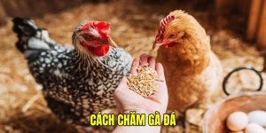 cách chăm gà đá